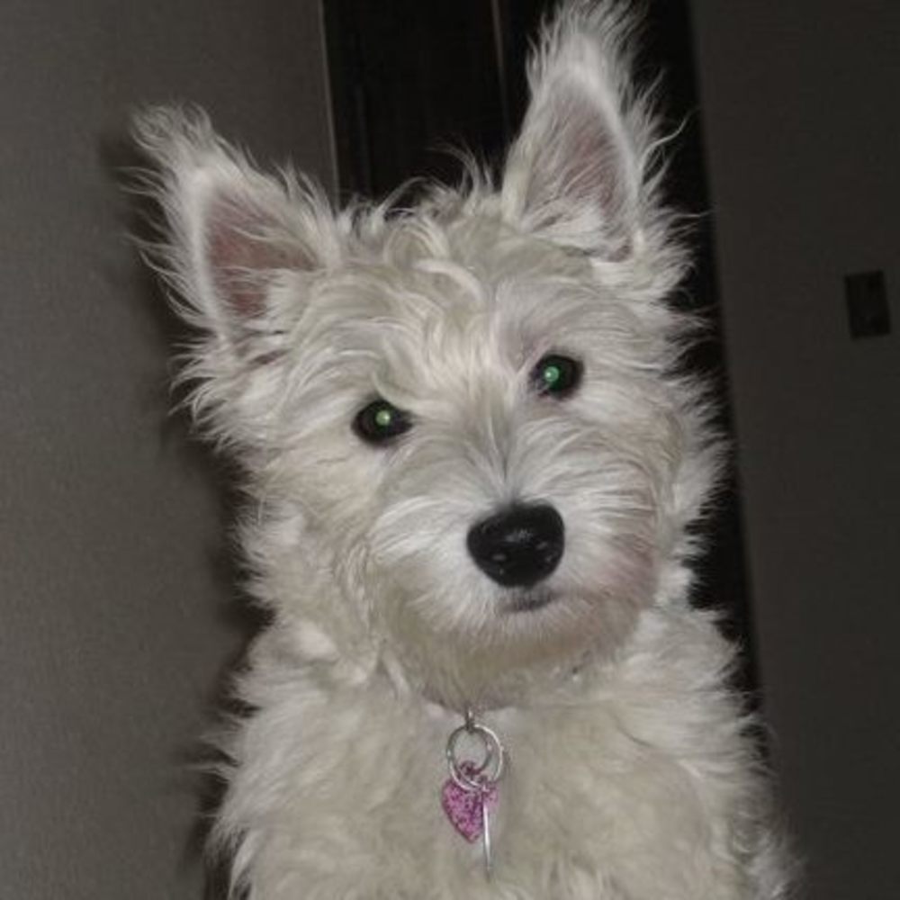 Meet your Posher, Genevieve